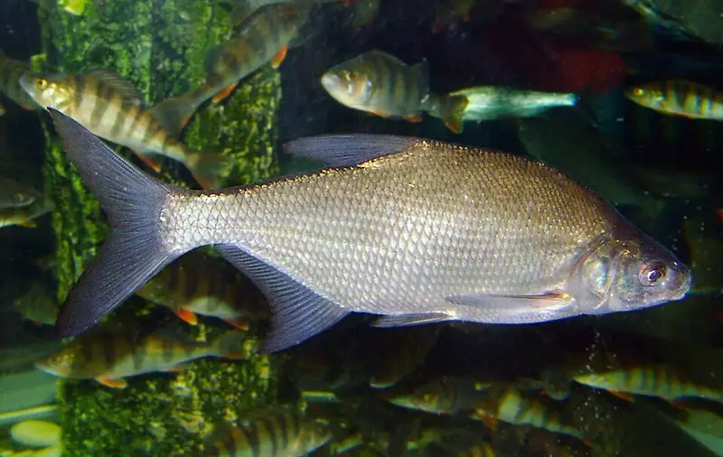 Common bream (Abramis brama)