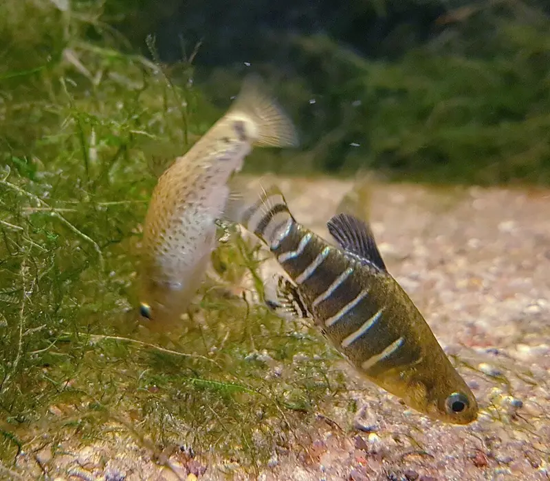 Salda Dikenlisi (Aphanius danfordii)