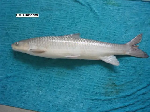 Şabut (Arabibarbus grypus)