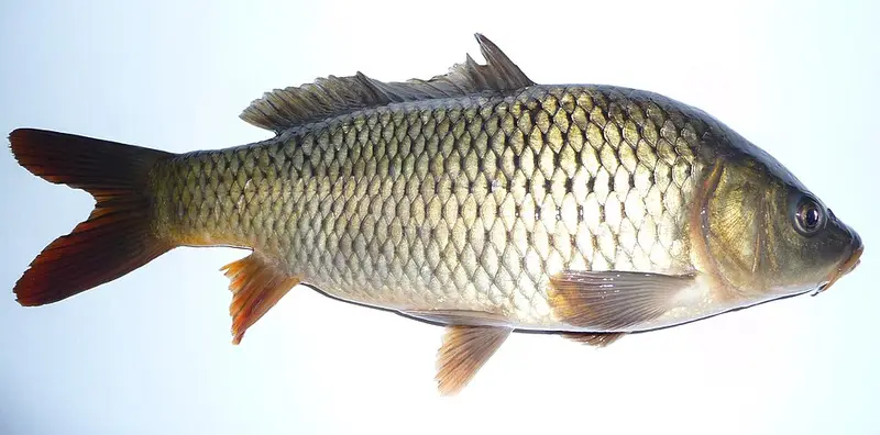 Sazan (Cyprinus carpio)