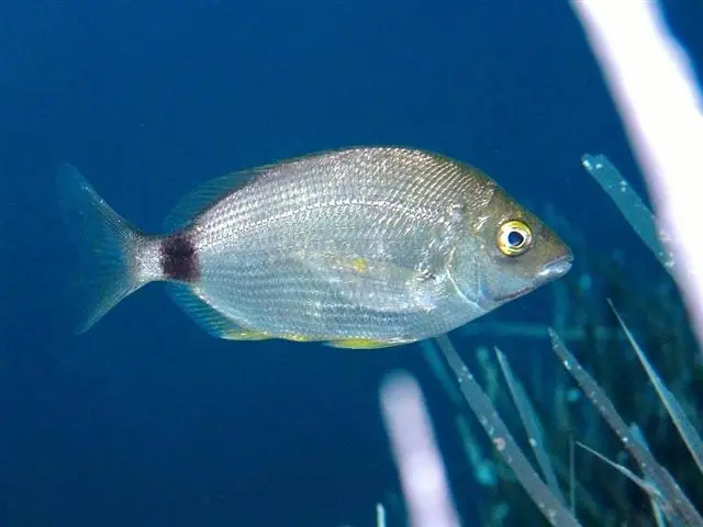 İsparoz (Diplodus annularis)