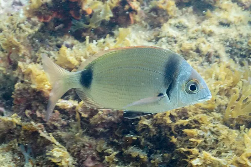 Karagöz (Diplodus vulgaris)