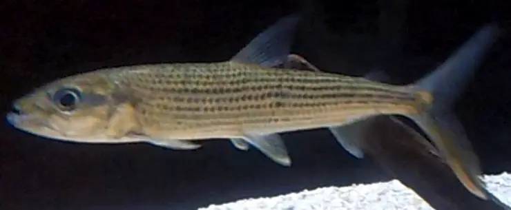 Tigerfish (Hydrocynus forskahlii)