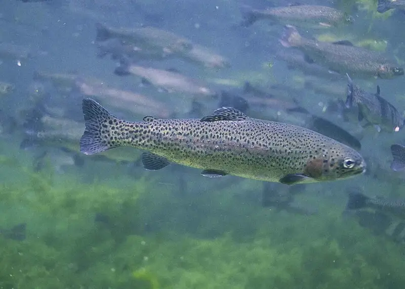 Gökkuşağı Alabalığı (Oncorhynchus mykiss)