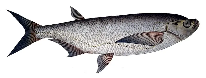 Ziege (Pelecus cultratus)