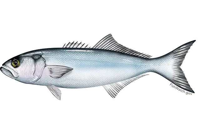 Bluefish (Pomatomus saltatrix)