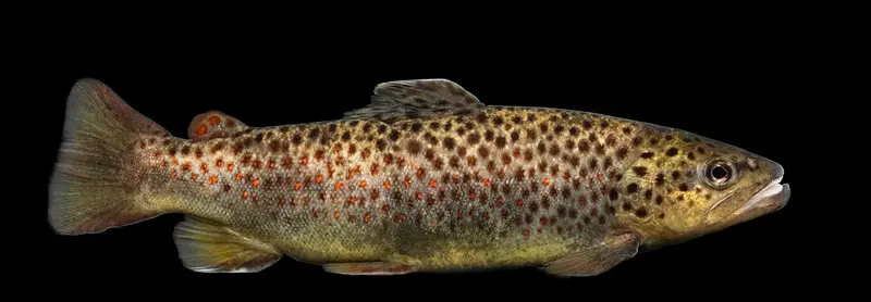 Anadolu Alası (Salmo trutta)