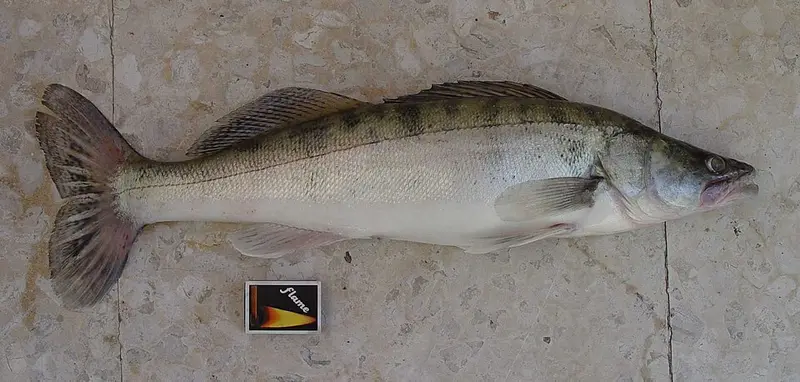 Sudak (Sander lucioperca)
