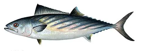Palamut (Sarda sarda)
