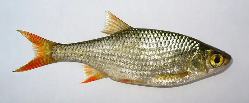 Kızılkanat (Scardinius erythrophthalmus)