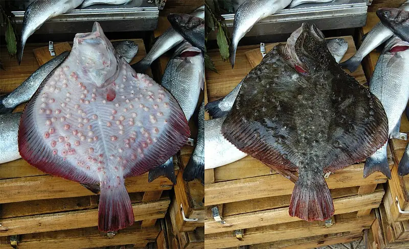 Kalkan (Scophthalmus maeoticus)
