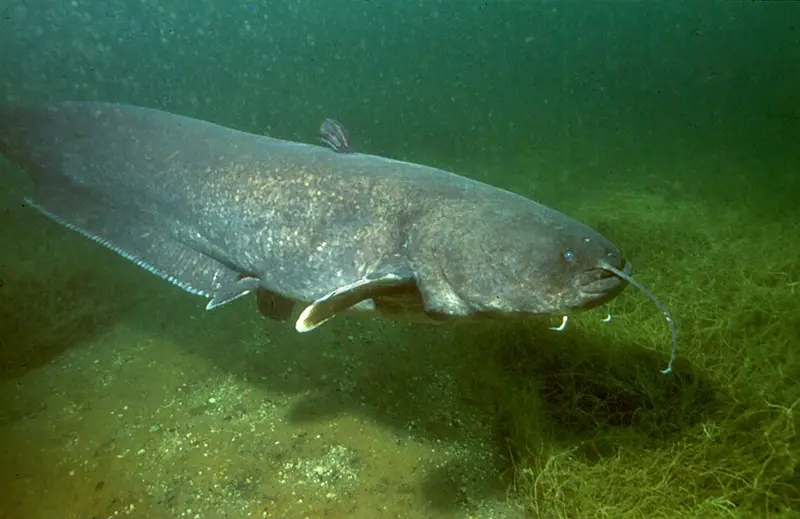 Yayın (Silurus glanis)