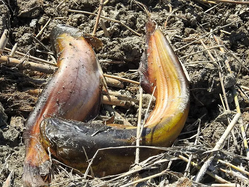 Mezopotamya Yayını (Silurus triostegus)