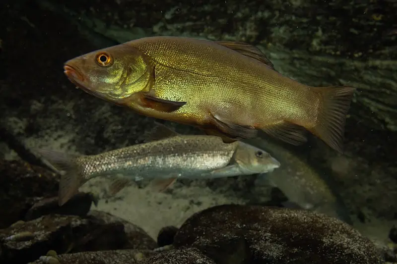 Tench (Tinca tinca)